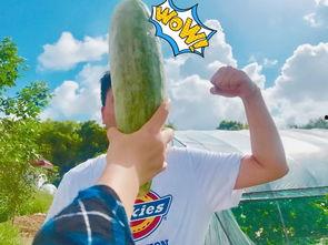 库尔勒吃瓜网红是谁呀,他是谁？