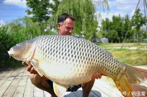 亚洲鲤最新视频,探寻神秘水生生物的日常生活