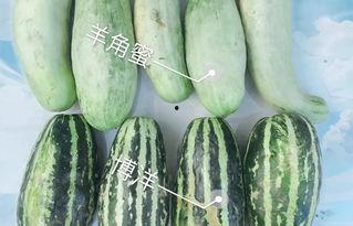 网红瓜的吃瓜群